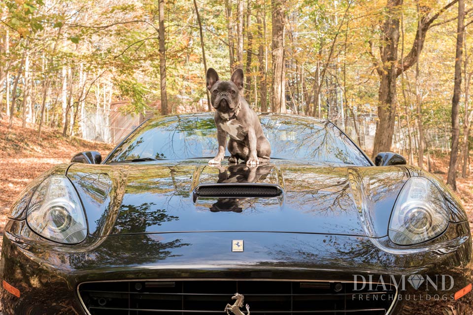 Diamond French Bulldogs