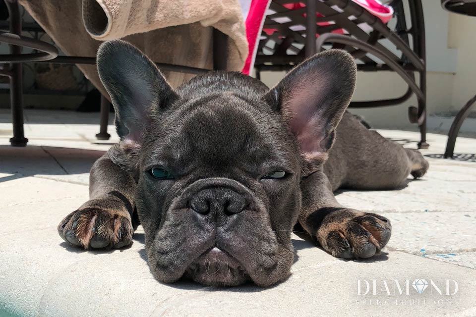 Diamond French Bulldogs