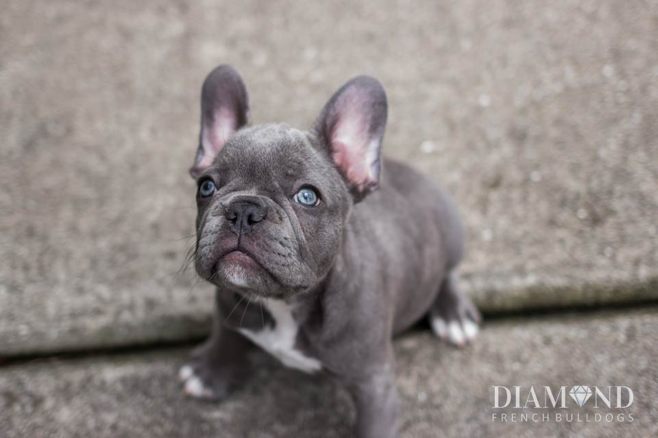Diamond French Bulldogs
